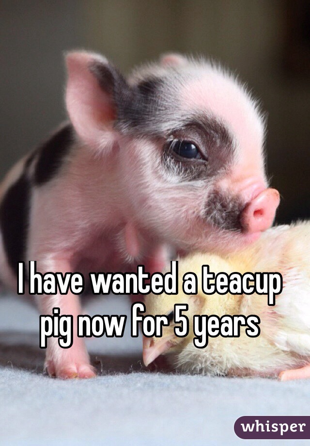 I have wanted a teacup pig now for 5 years 
