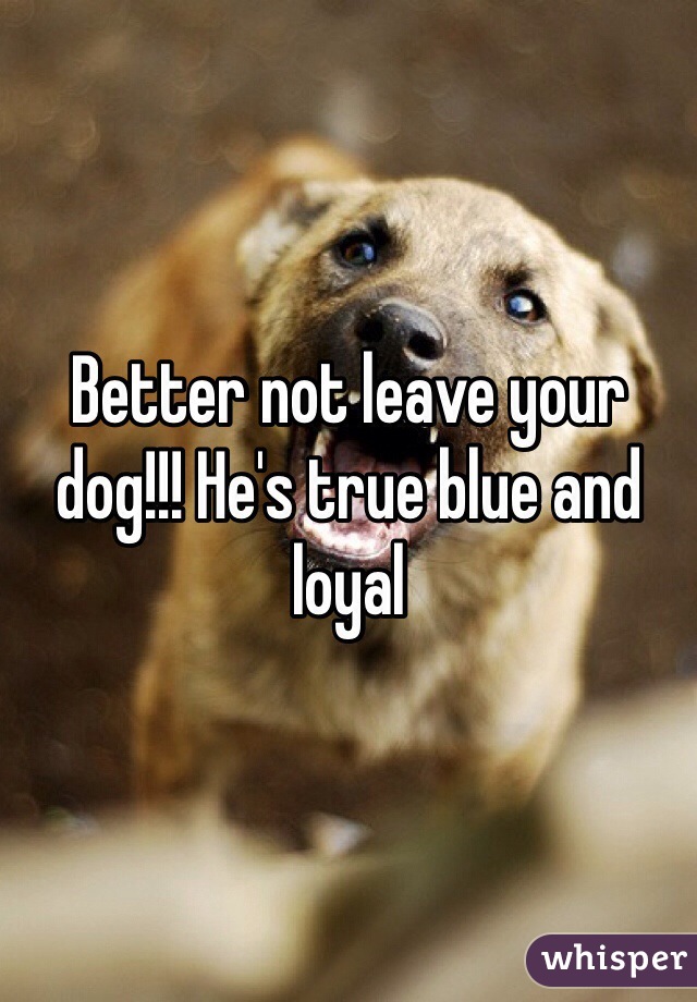 Better not leave your dog!!! He's true blue and loyal