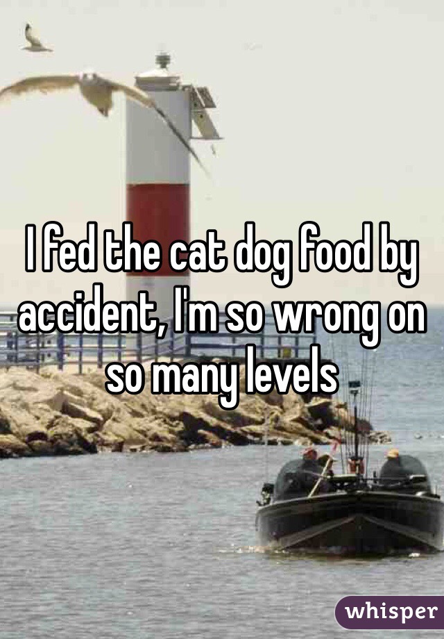 I fed the cat dog food by accident, I'm so wrong on so many levels 