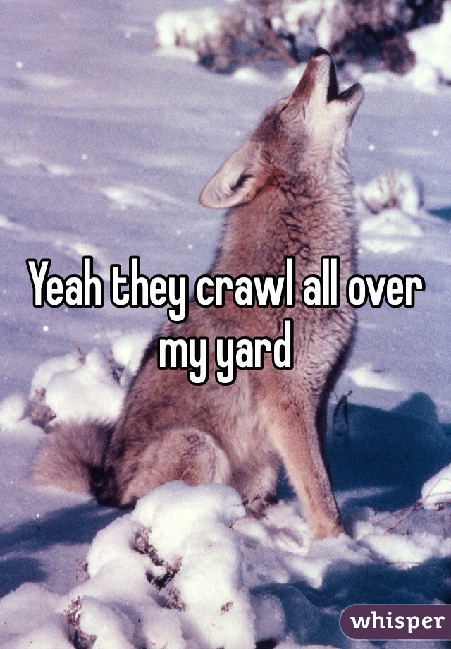 Yeah they crawl all over my yard 
