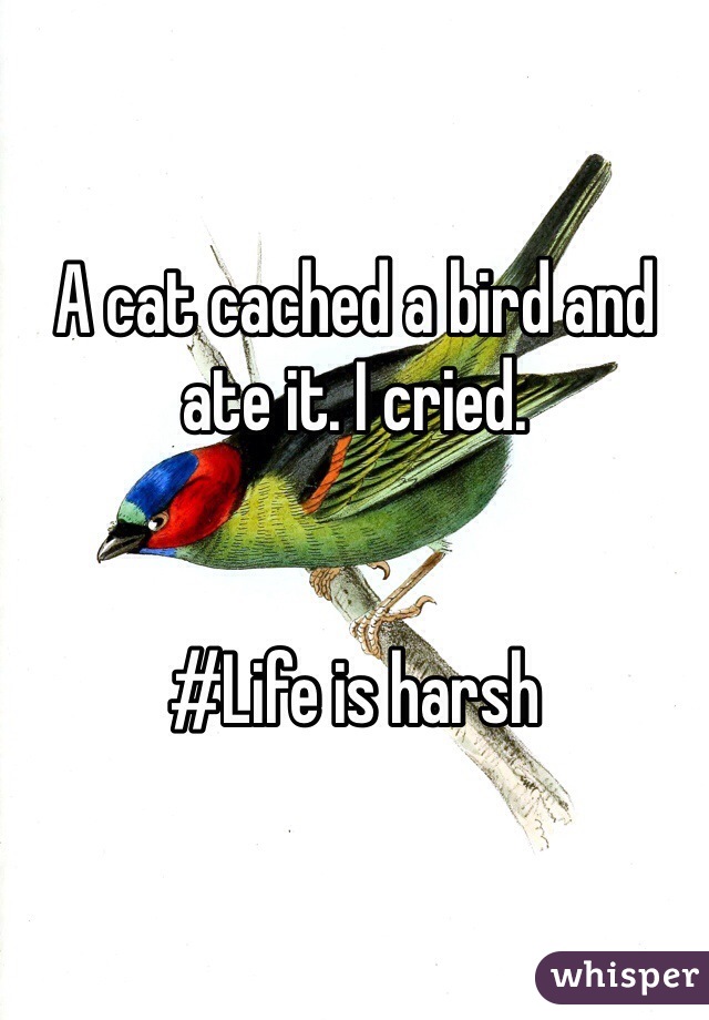A cat cached a bird and ate it. I cried. 


#Life is harsh