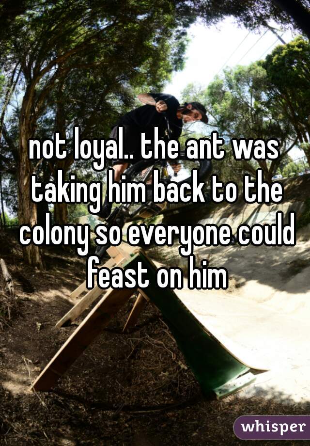 not loyal.. the ant was taking him back to the colony so everyone could feast on him