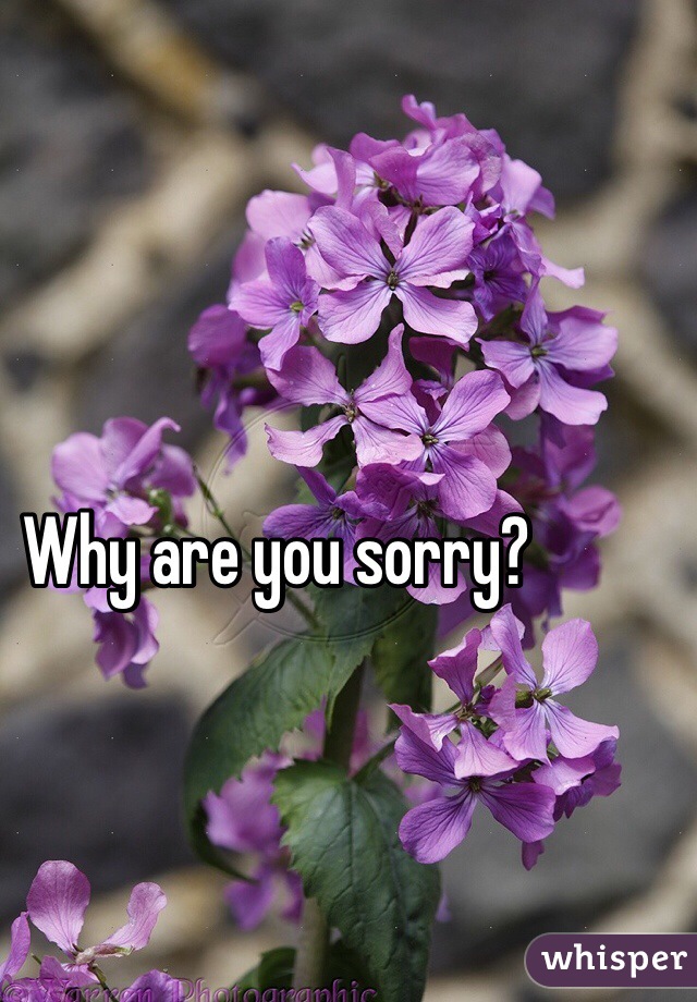 Why are you sorry?