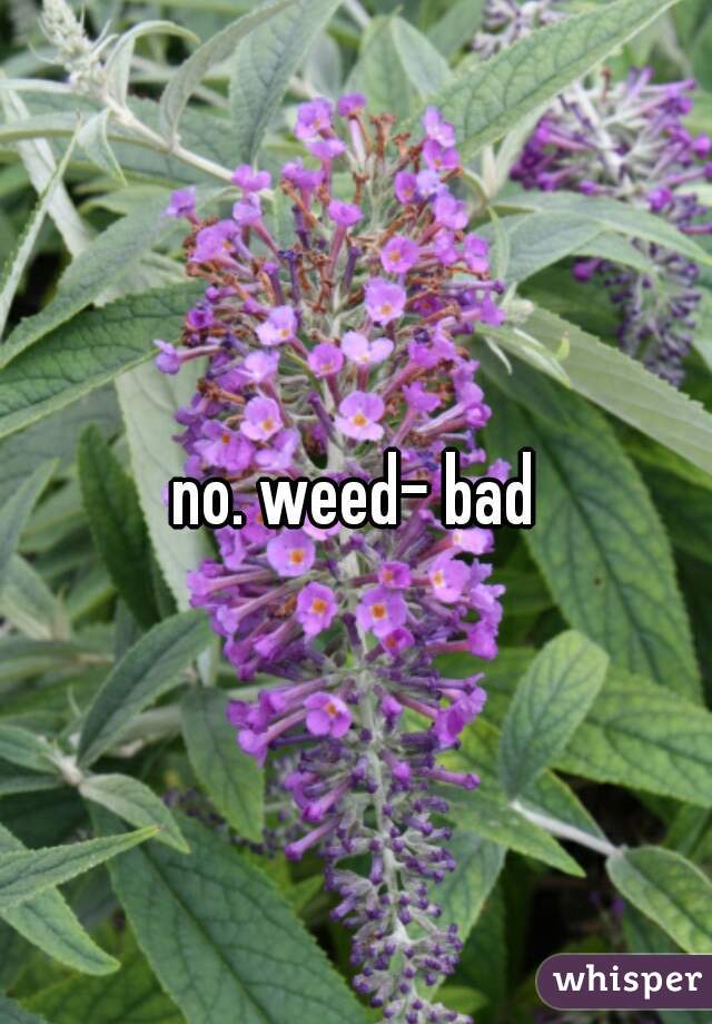 no. weed- bad