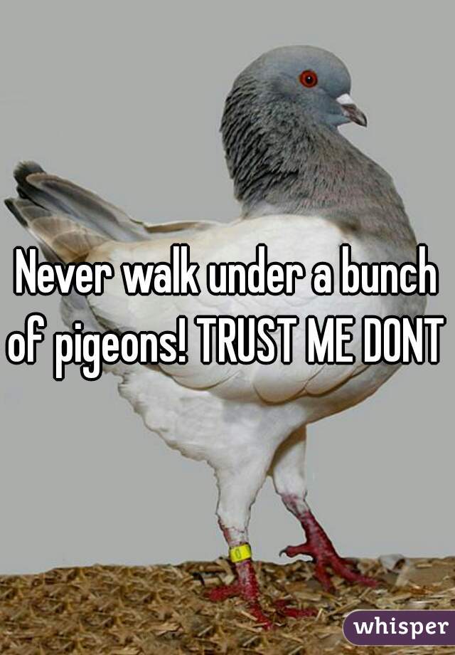 Never walk under a bunch of pigeons! TRUST ME DONT 