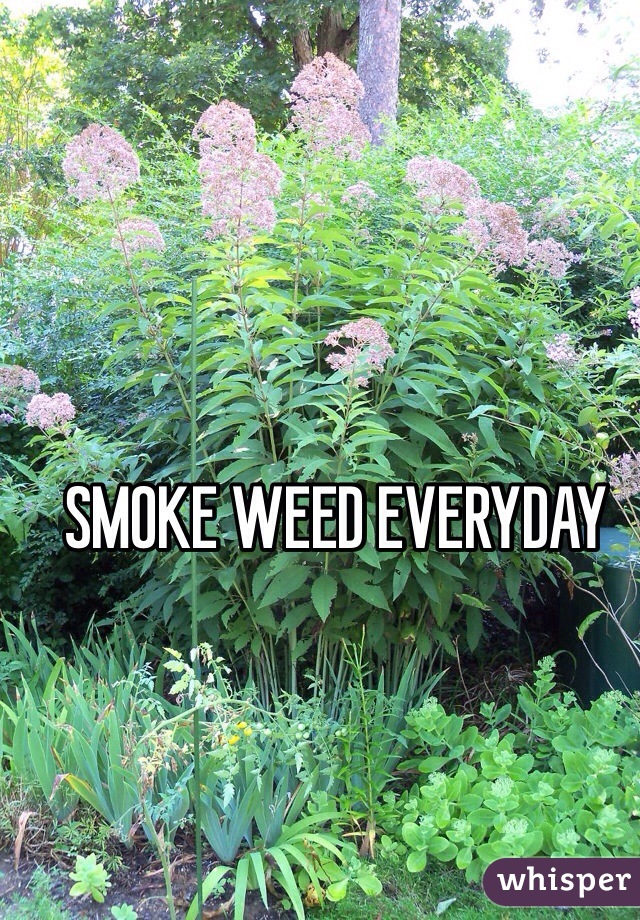 SMOKE WEED EVERYDAY