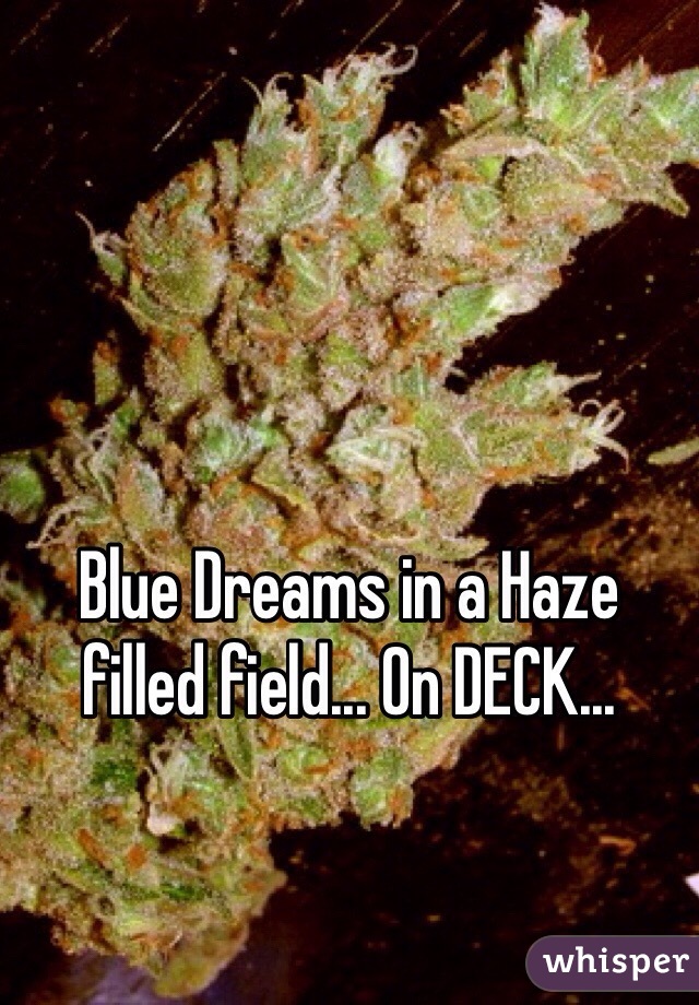 Blue Dreams in a Haze filled field... On DECK... 