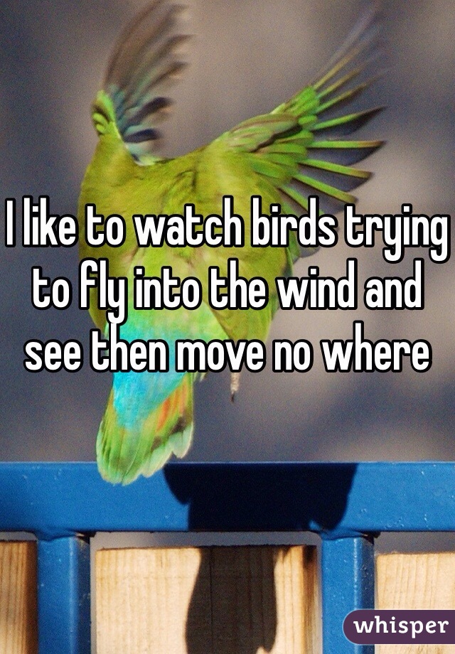 I like to watch birds trying to fly into the wind and see then move no where