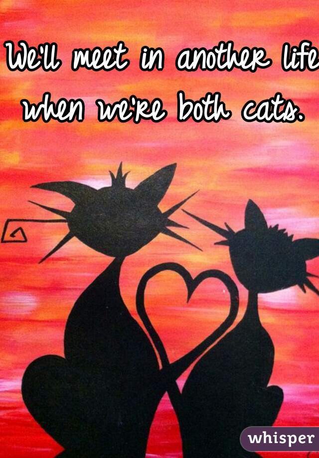 We'll meet in another life when we're both cats. 