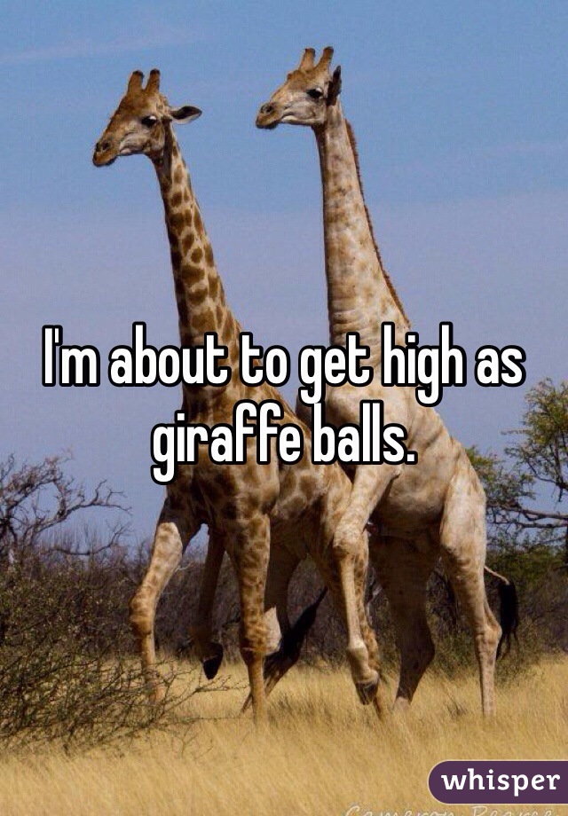 I'm about to get high as giraffe balls. 