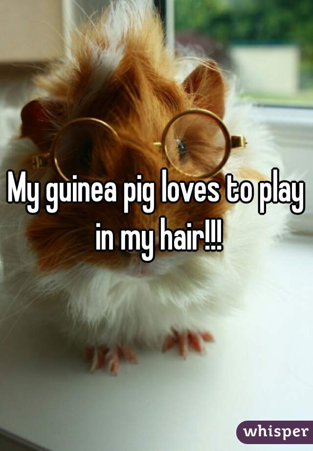 My guinea pig loves to play in my hair!!!