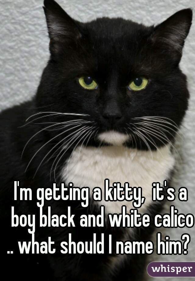 I'm getting a kitty,  it's a boy black and white calico .. what should I name him?  