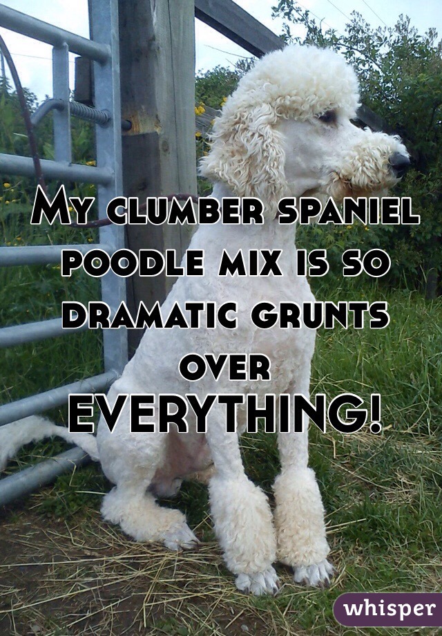 My clumber spaniel poodle mix is so dramatic grunts over  EVERYTHING!