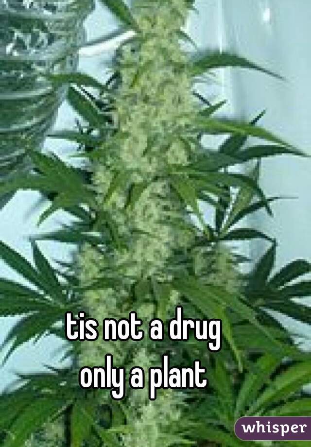 tis not a drug
only a plant