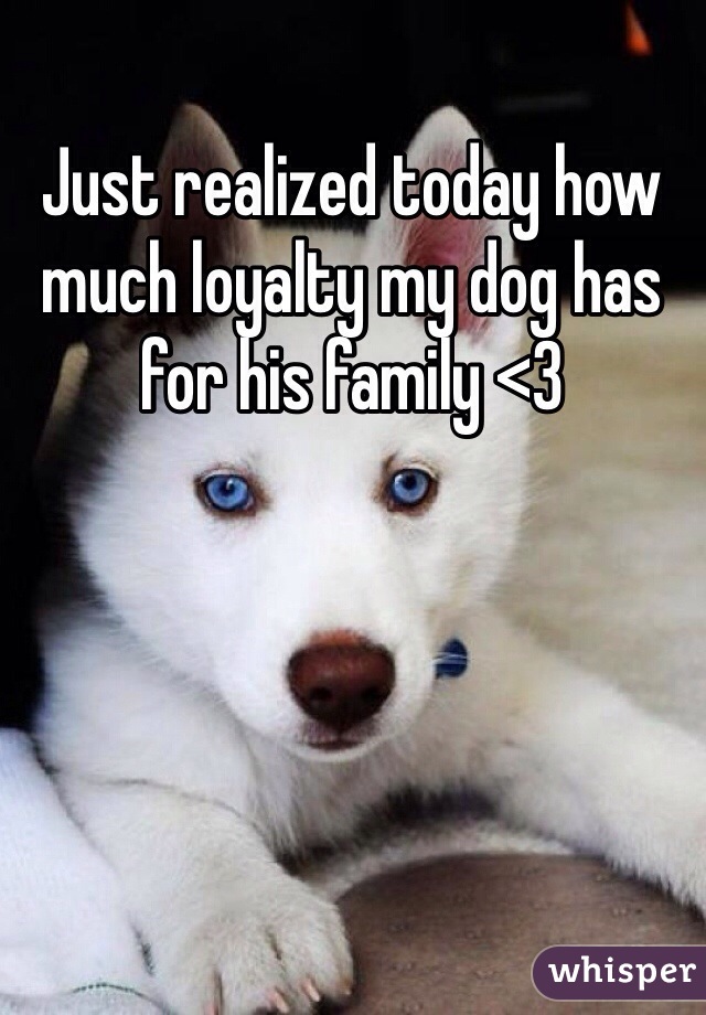 Just realized today how much loyalty my dog has for his family <3