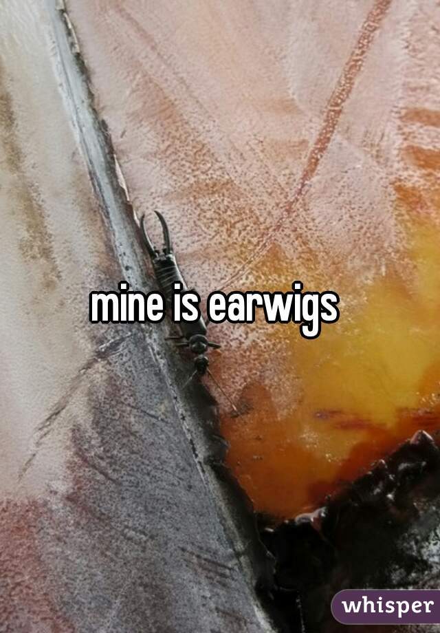 mine is earwigs 