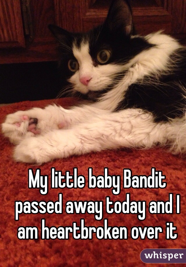 My little baby Bandit passed away today and I am heartbroken over it