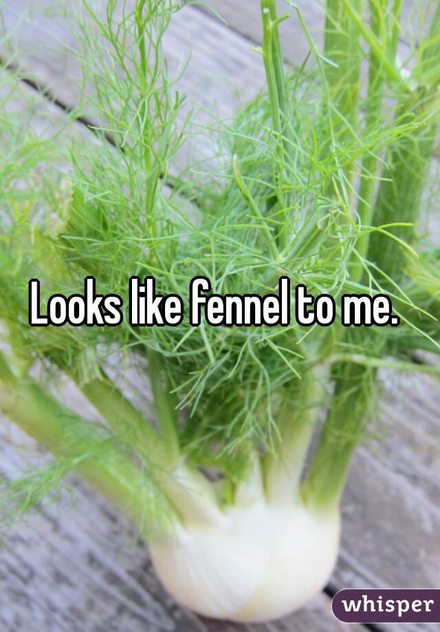 Looks like fennel to me. 