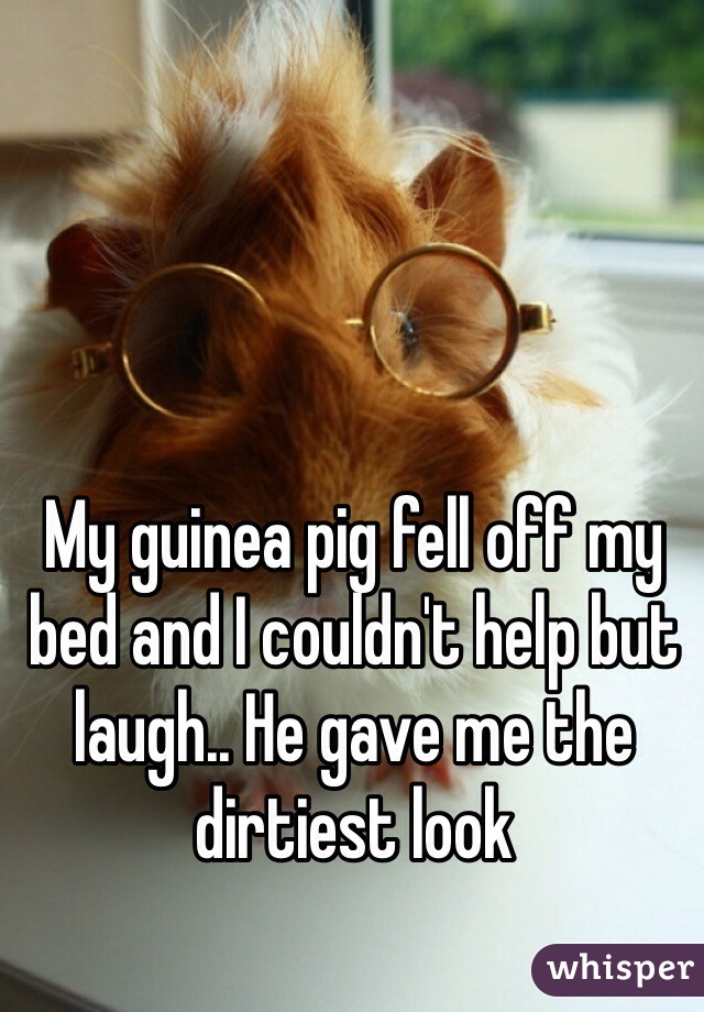 My guinea pig fell off my bed and I couldn't help but laugh.. He gave me the dirtiest look