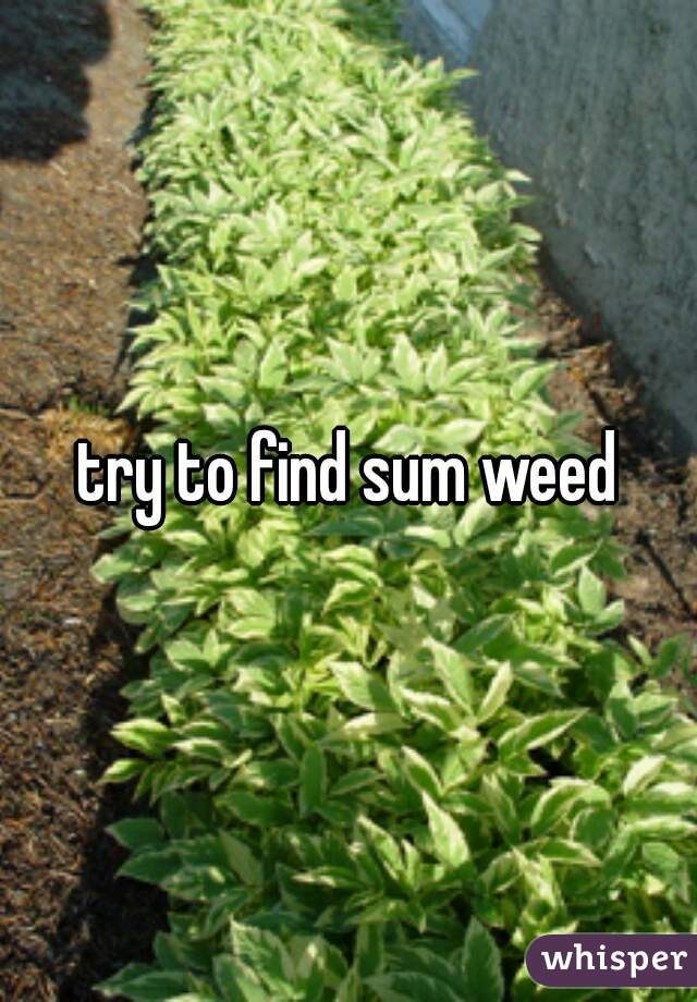 try to find sum weed