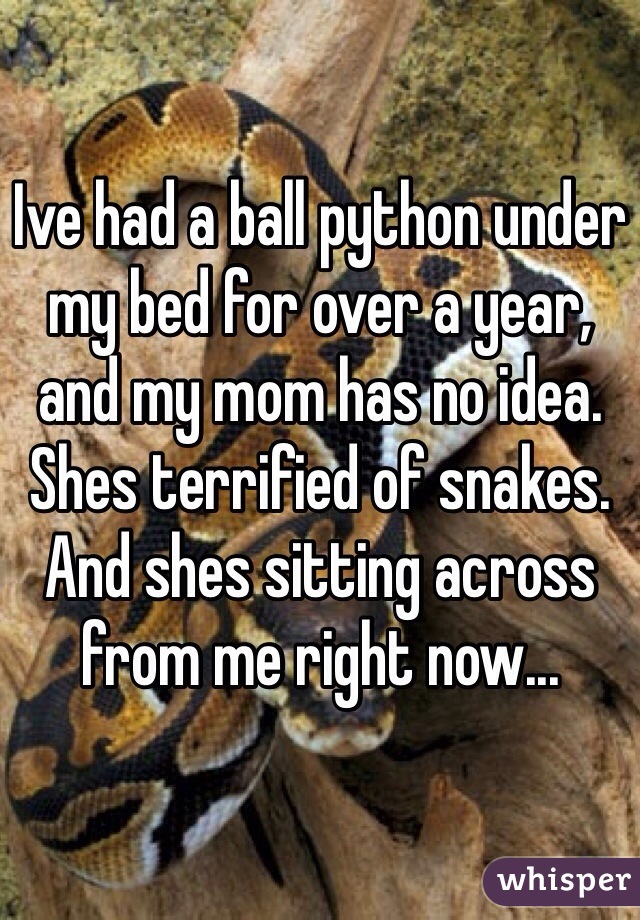 Ive had a ball python under my bed for over a year, and my mom has no idea. Shes terrified of snakes. And shes sitting across from me right now... 