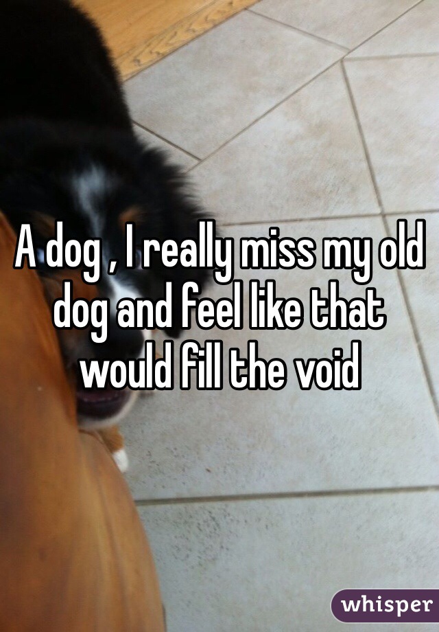 A dog , I really miss my old dog and feel like that would fill the void 