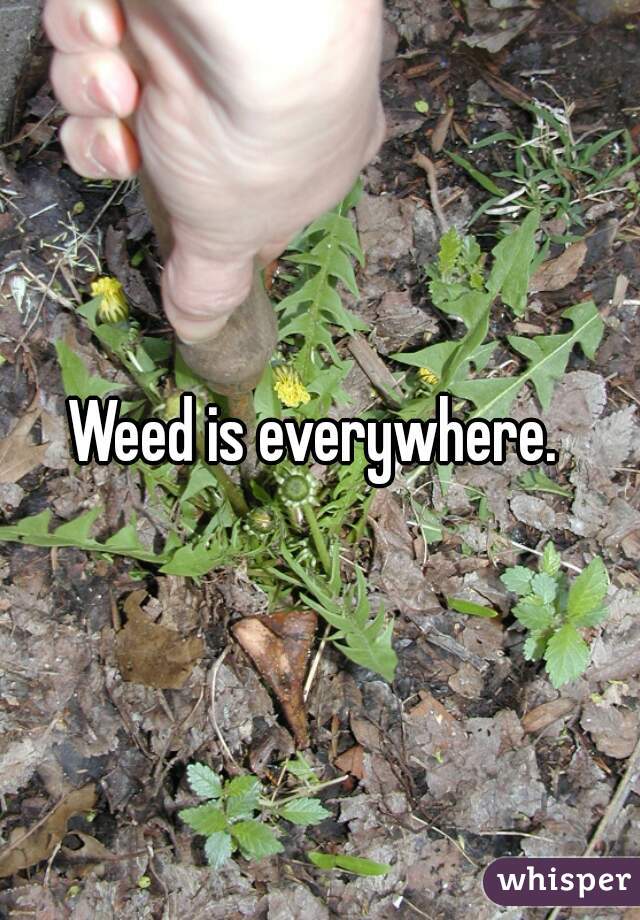 Weed is everywhere. 