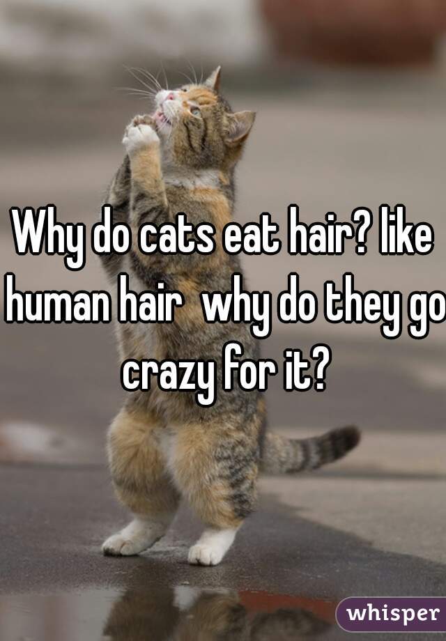Why do cats eat hair? like human hair  why do they go crazy for it?