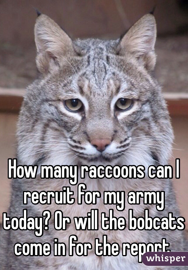 How many raccoons can I recruit for my army today? Or will the bobcats come in for the report. 