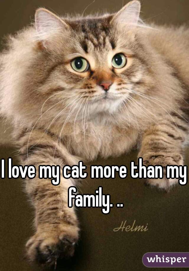 I love my cat more than my family. ..