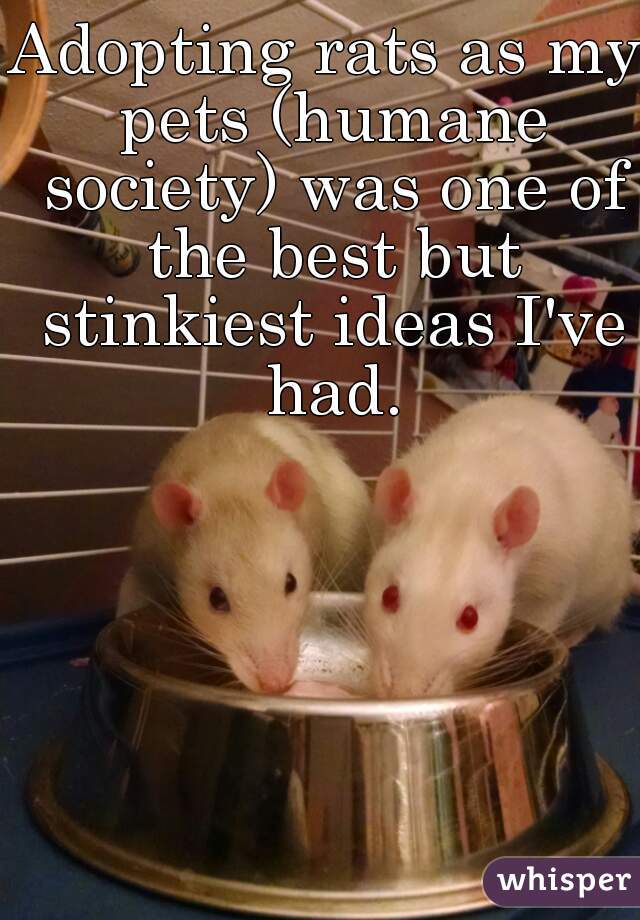 Adopting rats as my pets (humane society) was one of the best but stinkiest ideas I've had.