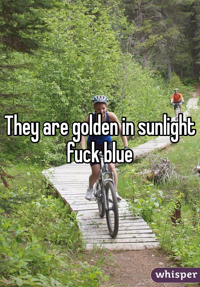 They are golden in sunlight fuck blue