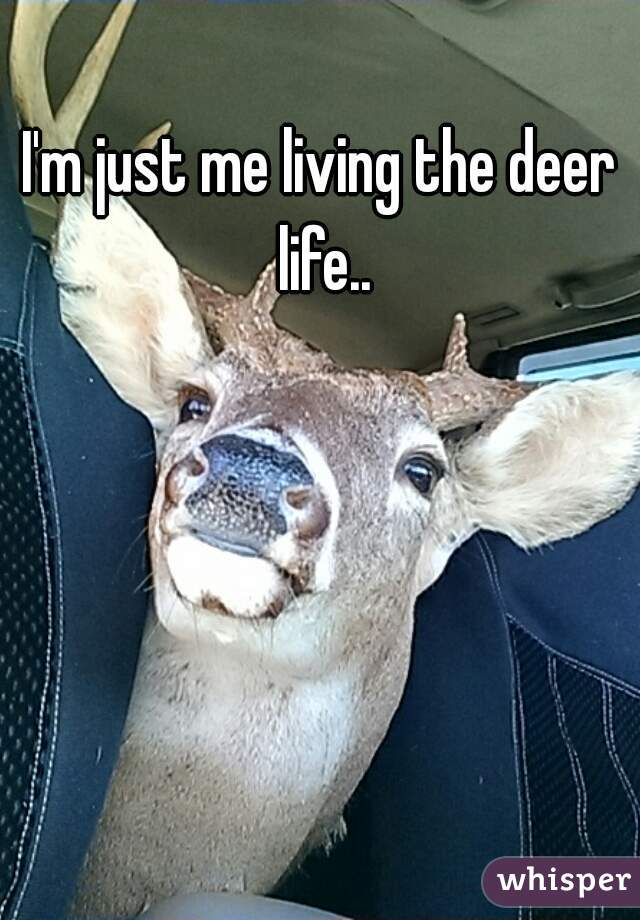 I'm just me living the deer life..