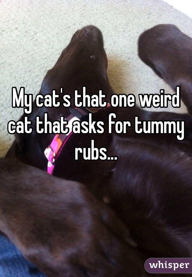 My cat's that one weird cat that asks for tummy rubs...