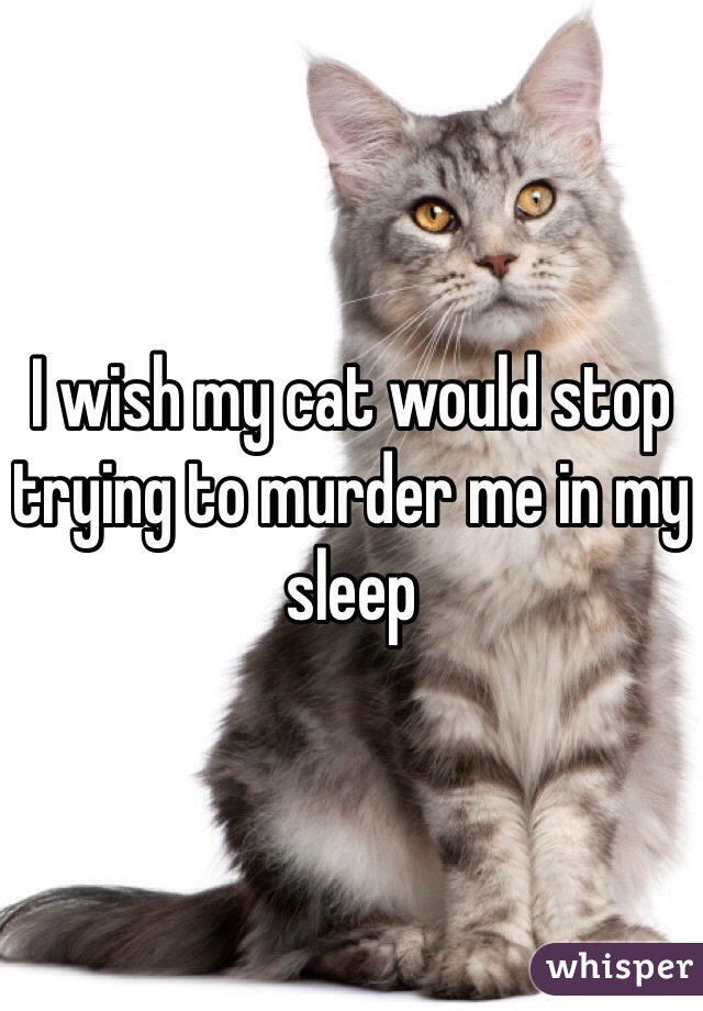 I wish my cat would stop trying to murder me in my sleep