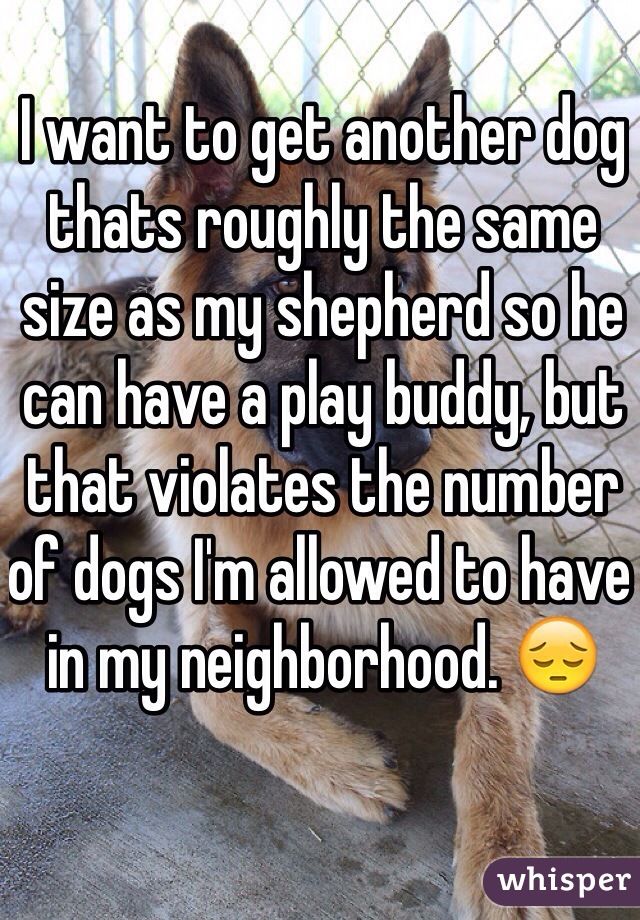 I want to get another dog thats roughly the same size as my shepherd so he can have a play buddy, but that violates the number of dogs I'm allowed to have in my neighborhood. 😔