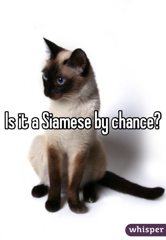 Is it a Siamese by chance?