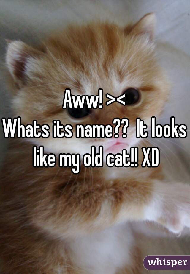 Aww! ><
Whats its name??  It looks like my old cat!! XD