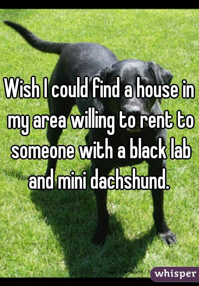 Wish I could find a house in my area willing to rent to someone with a black lab and mini dachshund. 