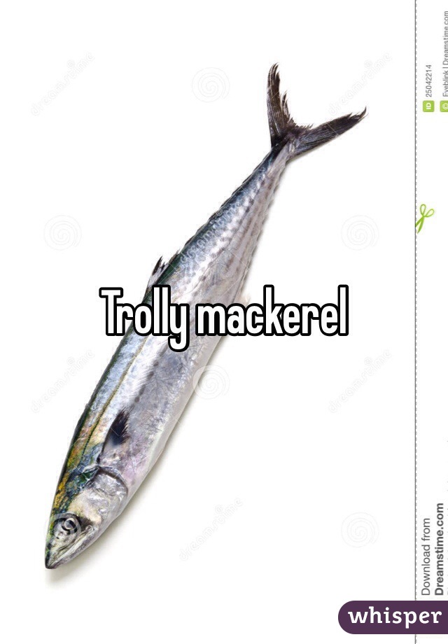 Trolly mackerel 