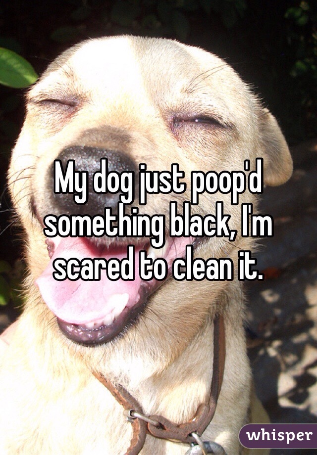 My dog just poop'd something black, I'm scared to clean it. 