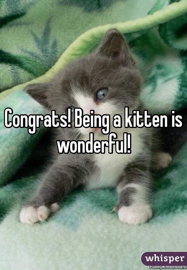 Congrats! Being a kitten is wonderful!