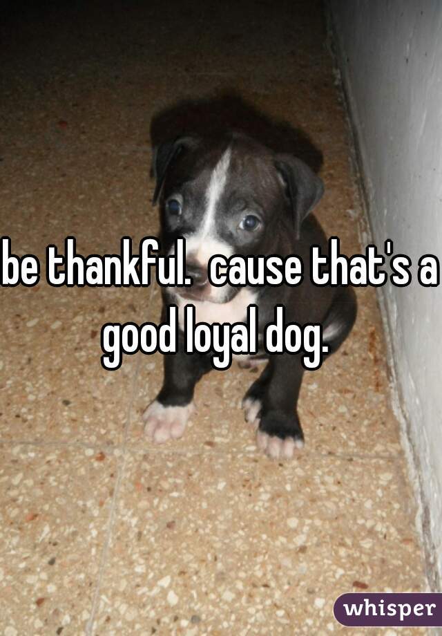 be thankful.  cause that's a good loyal dog.  