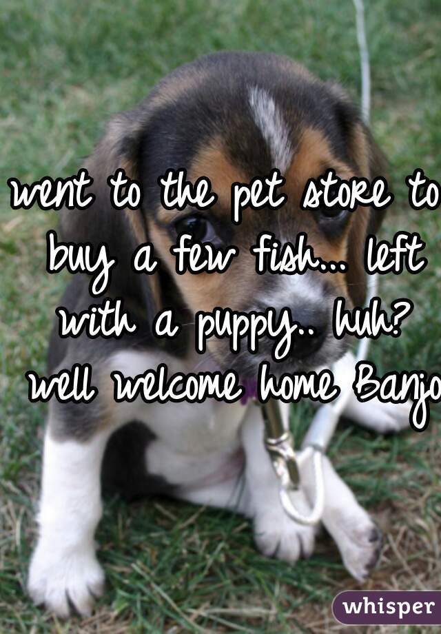 went to the pet store to buy a few fish... left with a puppy.. huh? well welcome home Banjo.