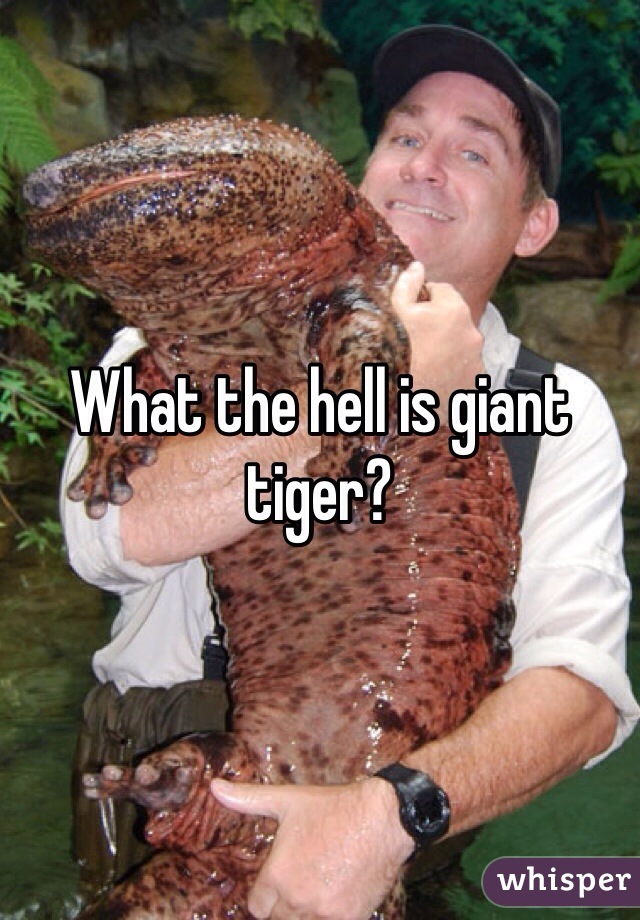 What the hell is giant tiger? 