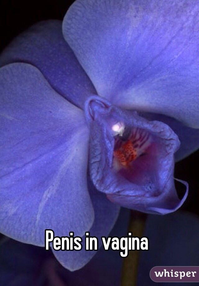 Penis in vagina