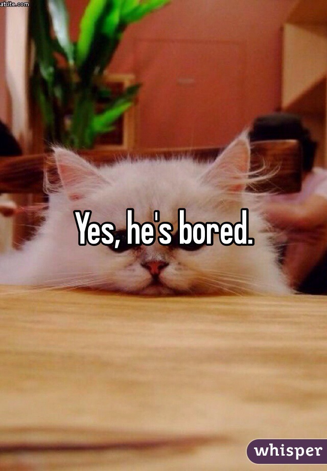 Yes, he's bored.