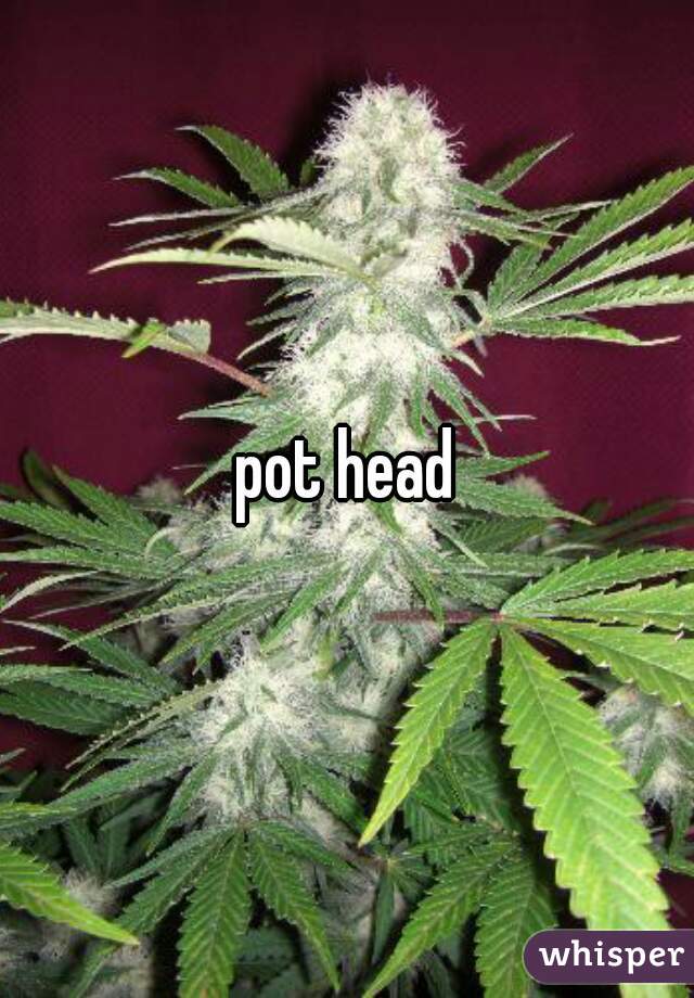 pot head