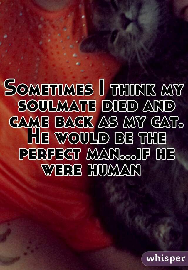 Sometimes I think my soulmate died and came back as my cat. He would be the perfect man...if he were human  