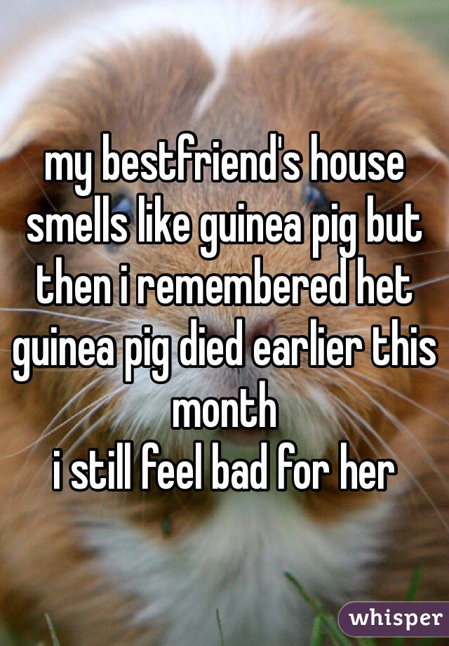 my bestfriend's house smells like guinea pig but then i remembered het guinea pig died earlier this month
i still feel bad for her